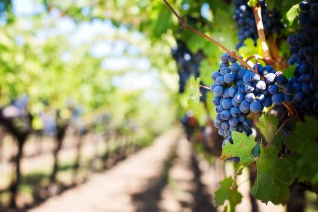 Swan Valley Wine Region, Perth, WA